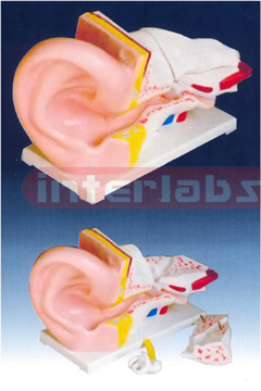 New Style Giant Ear Model